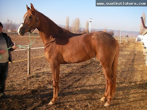 TANIŞIĞI