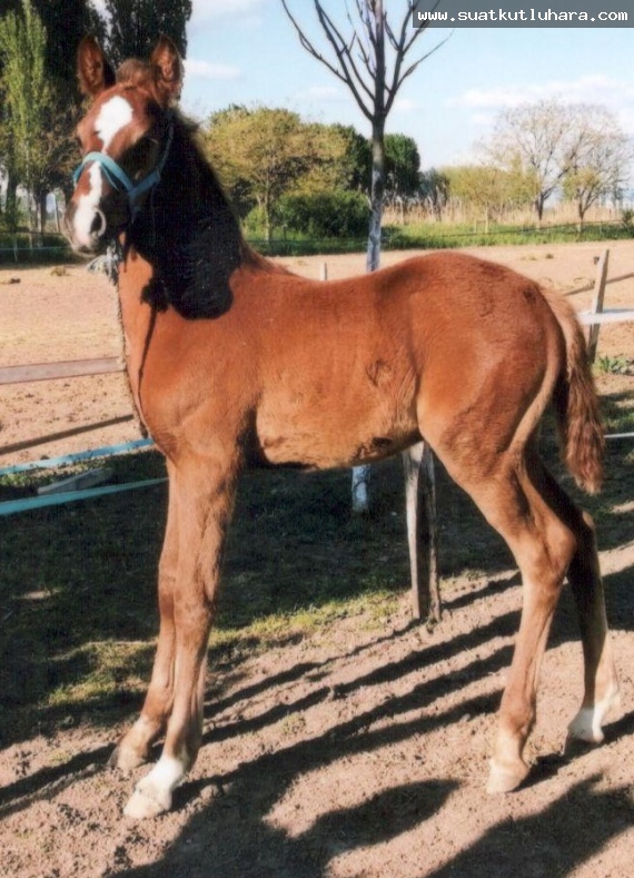 GÜRLEYEN ATEŞ